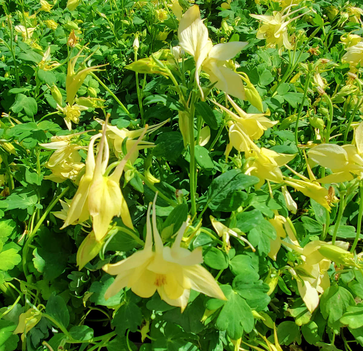 A cluster of columbine yellow flowers hanging over the green foliate in early spring.