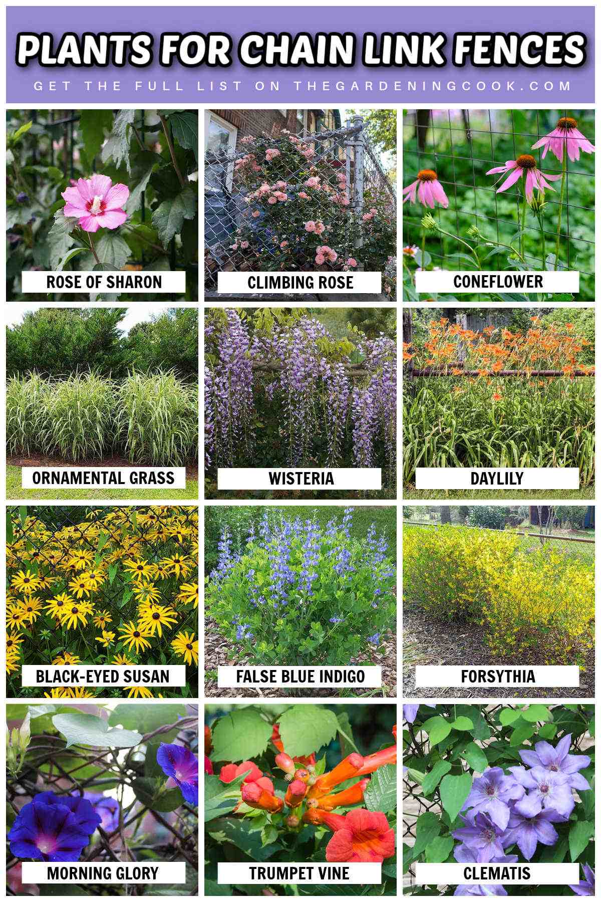 Pictures and names of plants for chain link fences to add color, softness and privacy.