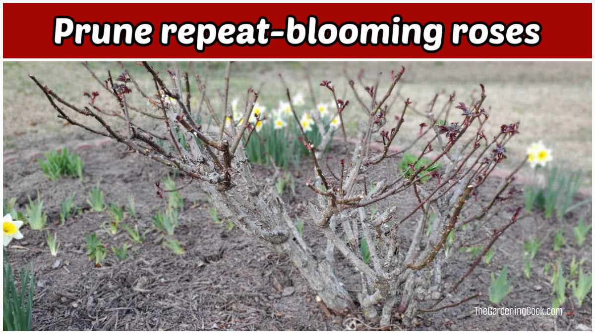 Repeat-blooming roses with swollen buds after early spring pruning.