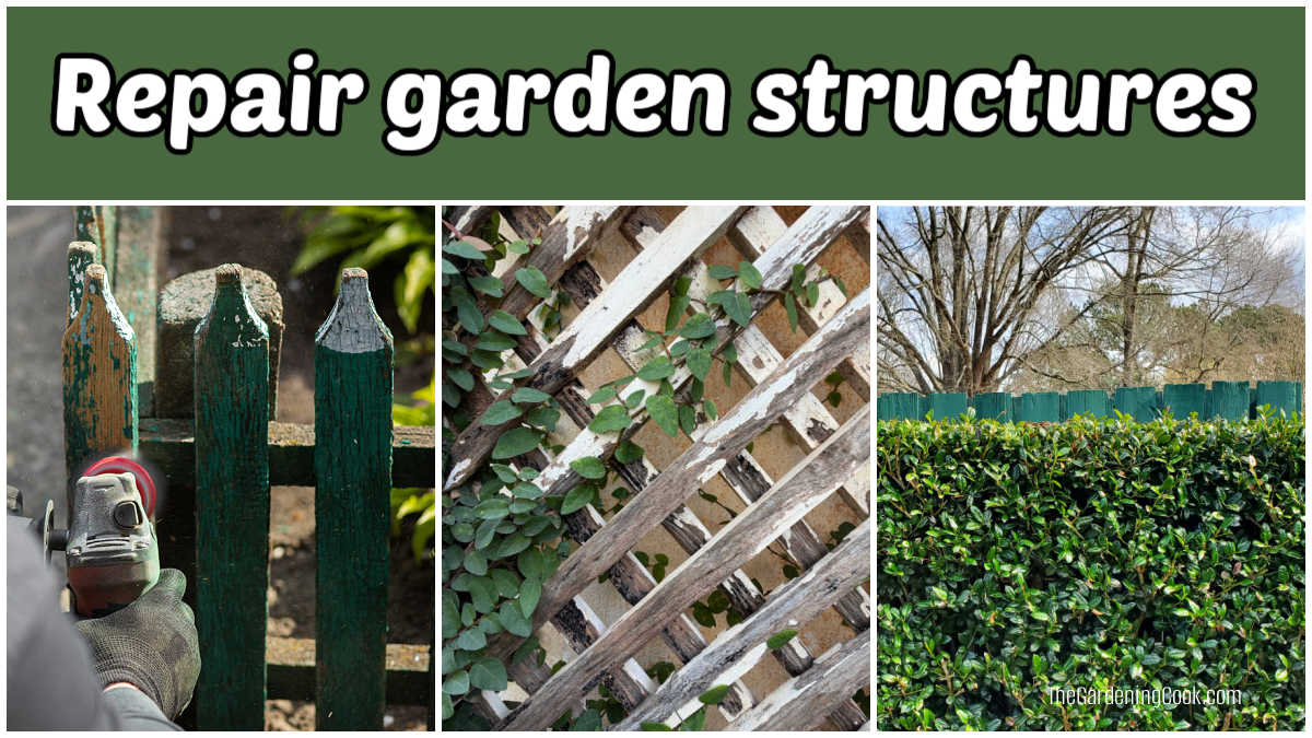 Wooden fence and trellis that require painting beside a neatly trimmed hedge and wall.