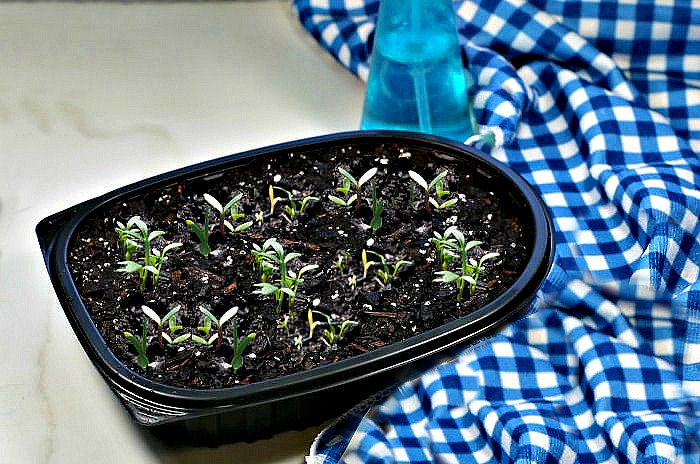 Seeds planted in a rotisserie chicken container repurposed as a DIY seed starting tray next to a blue cloth.