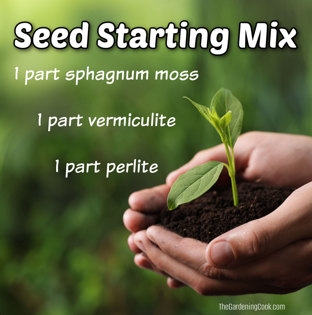 Hands holding a small seedling in a mound of seed starting mix.