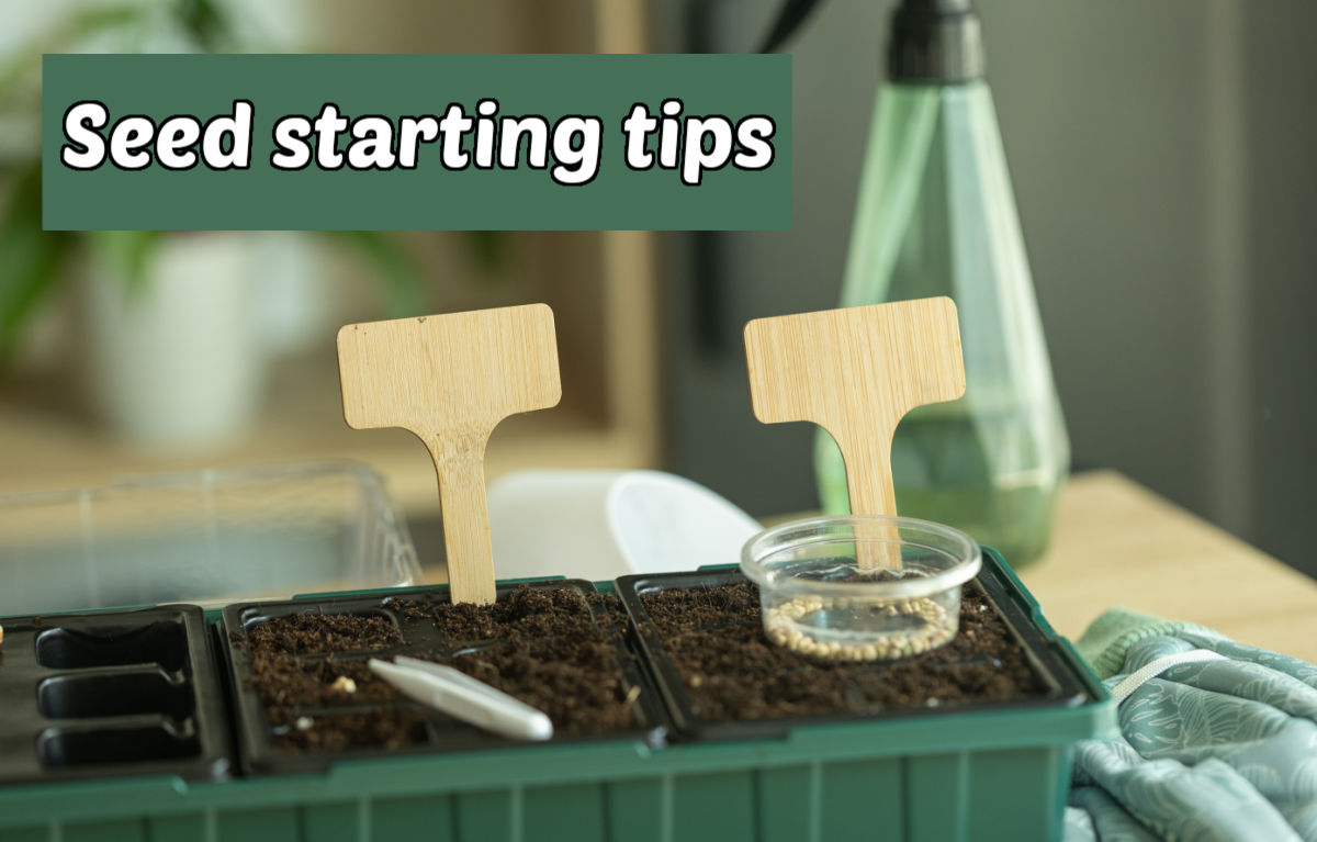 A container of soil in a tray with seeds, labels, tweezers and gloves. Text overlay reads seed starting tips.
