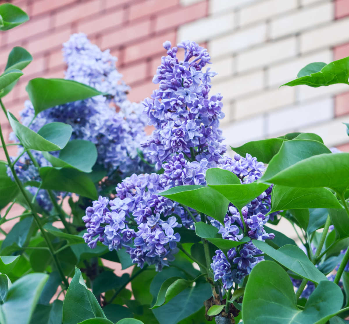A purple lilac flowering in spring next to a brick wall.