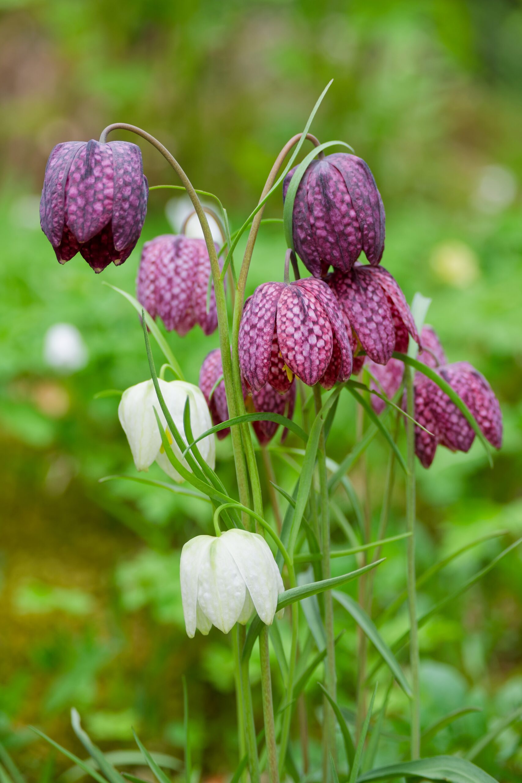 A close up of purple and white downward-facing fritillaria flowers.