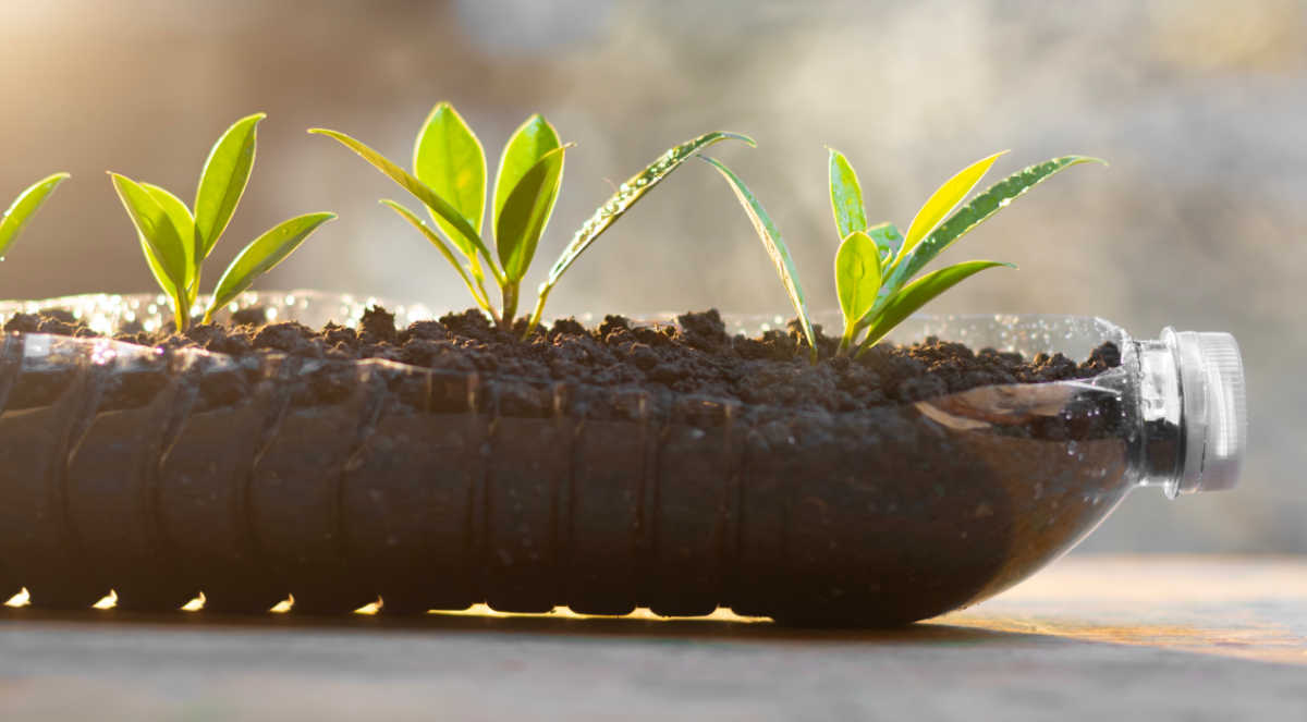 A soda bottle cut in half lengthwise repurposed to grow seeds.
