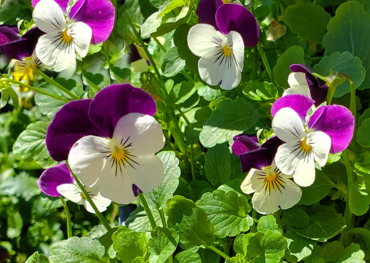 Purple and white viola flowers blooming in spring.