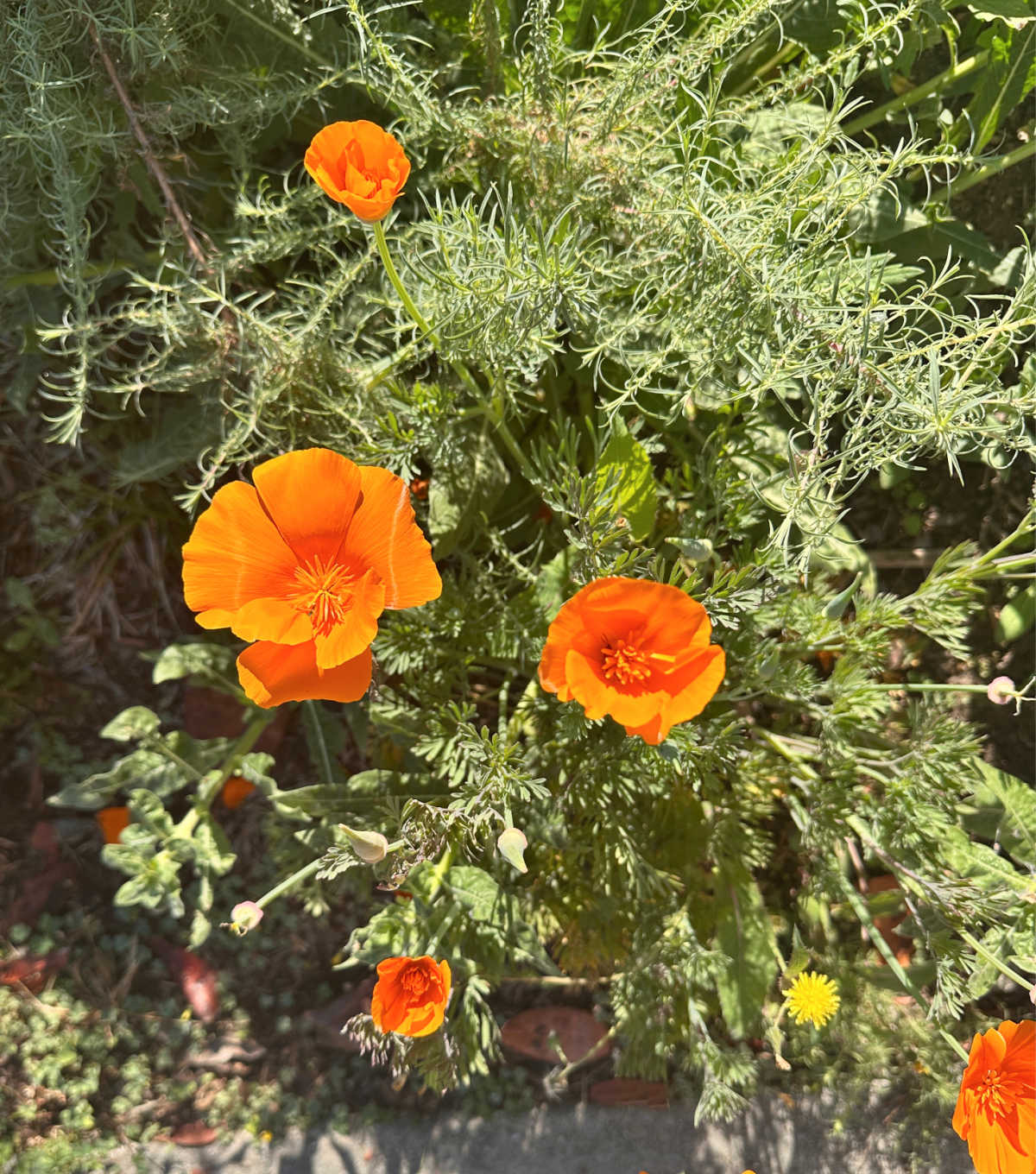 Orange California poppies in bloom in a side garden.