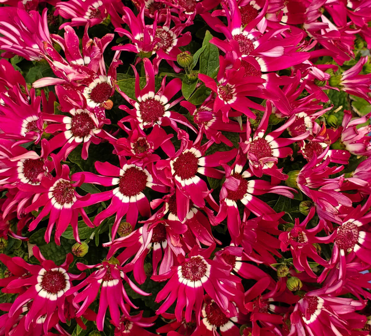 Vibrant pink and white flowers of a cineraria annual.
