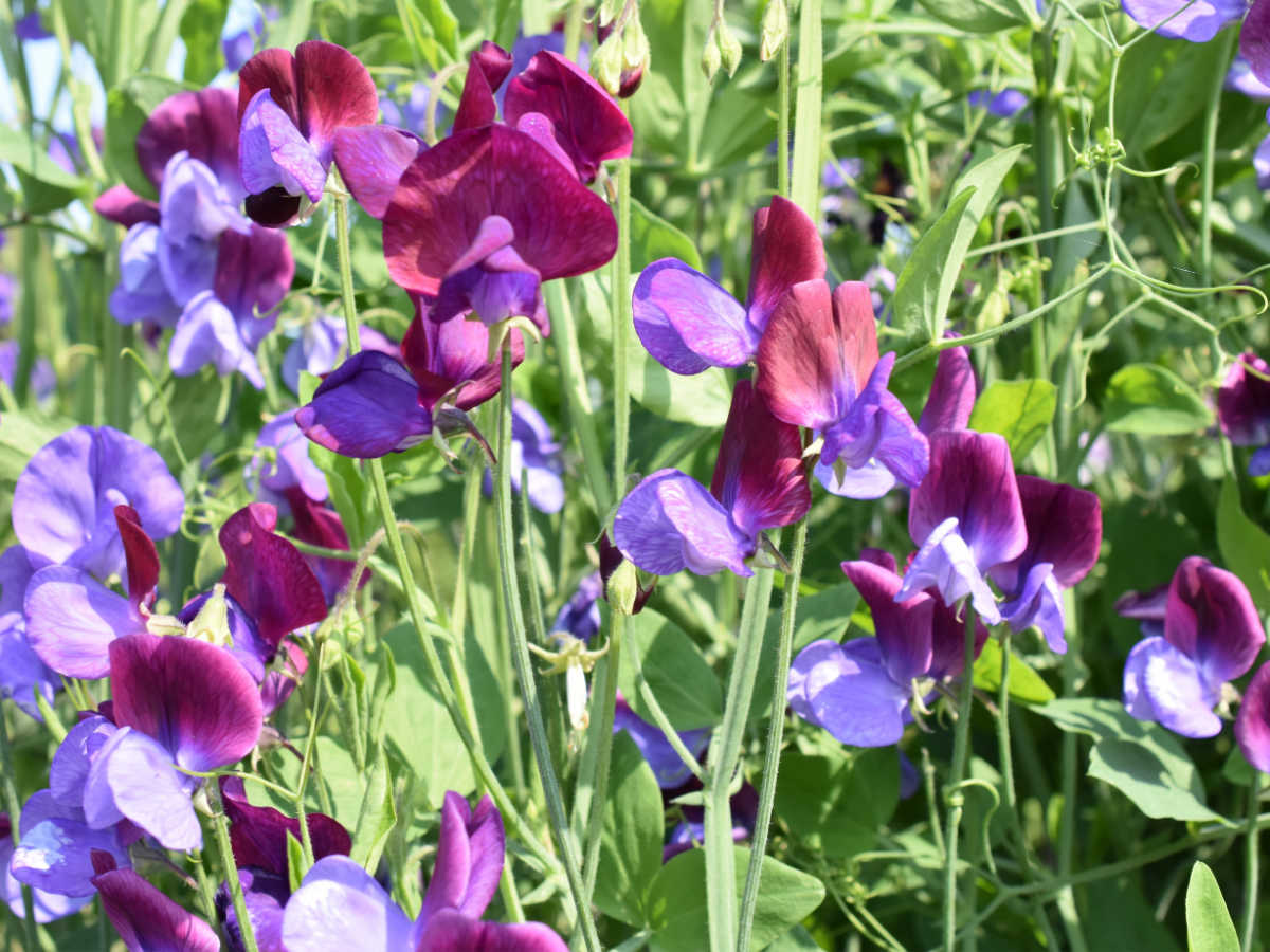 A close up of purple and violet sweet pea flowers.