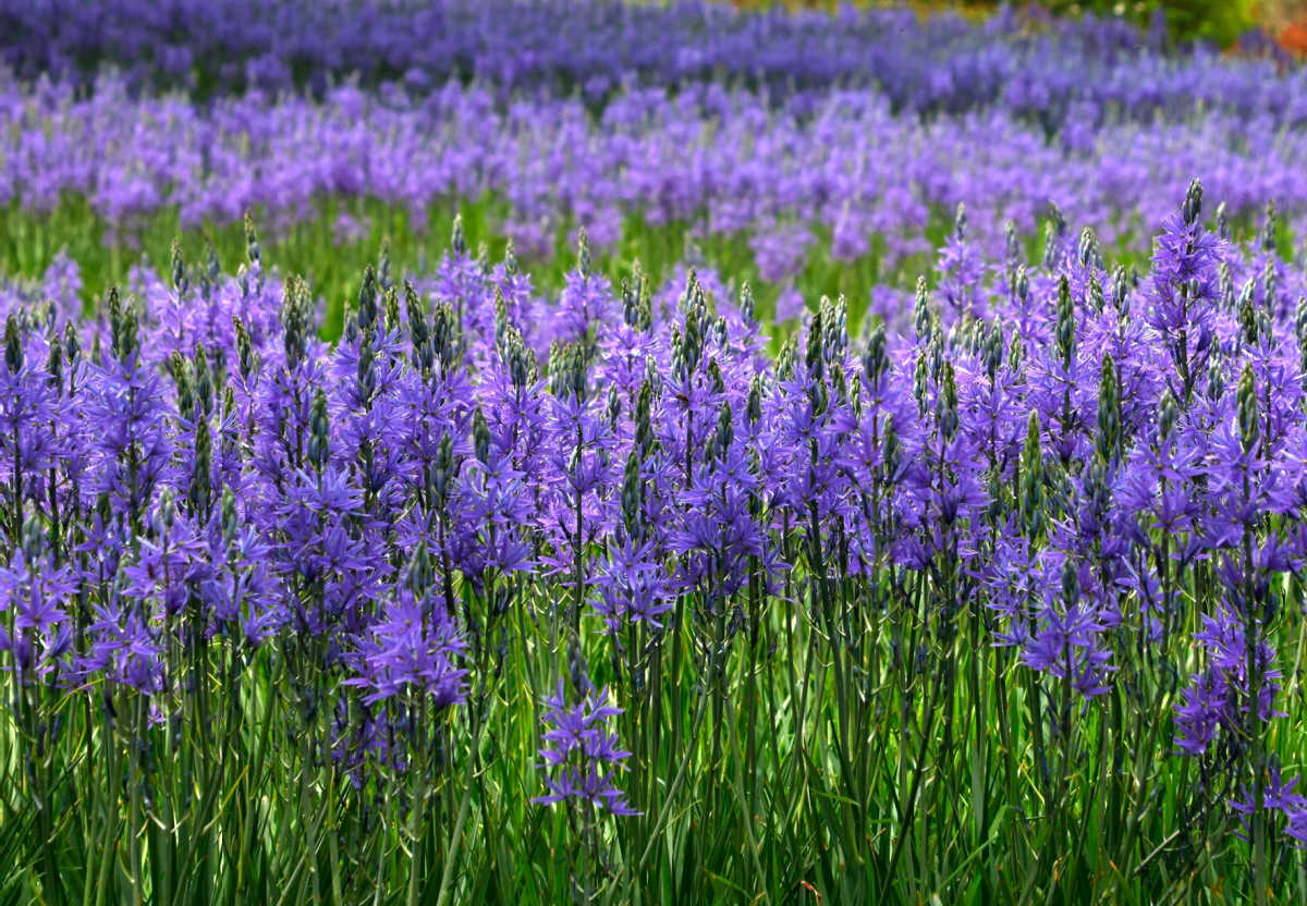 A mass planting of camassia bulbs in a large field.