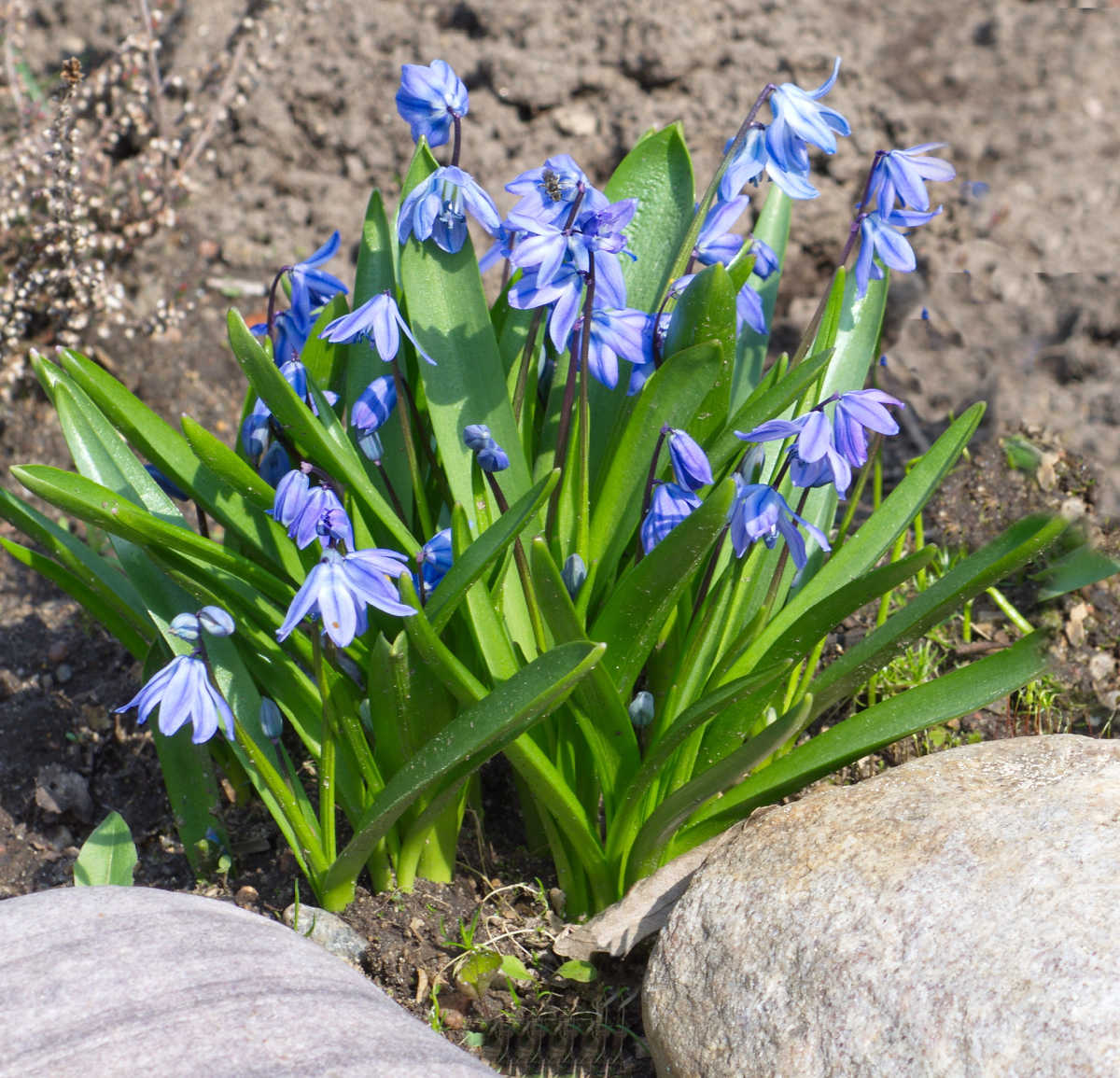A bunch of musicari latifolium with blue hat-shaped flowers in a rock garden.