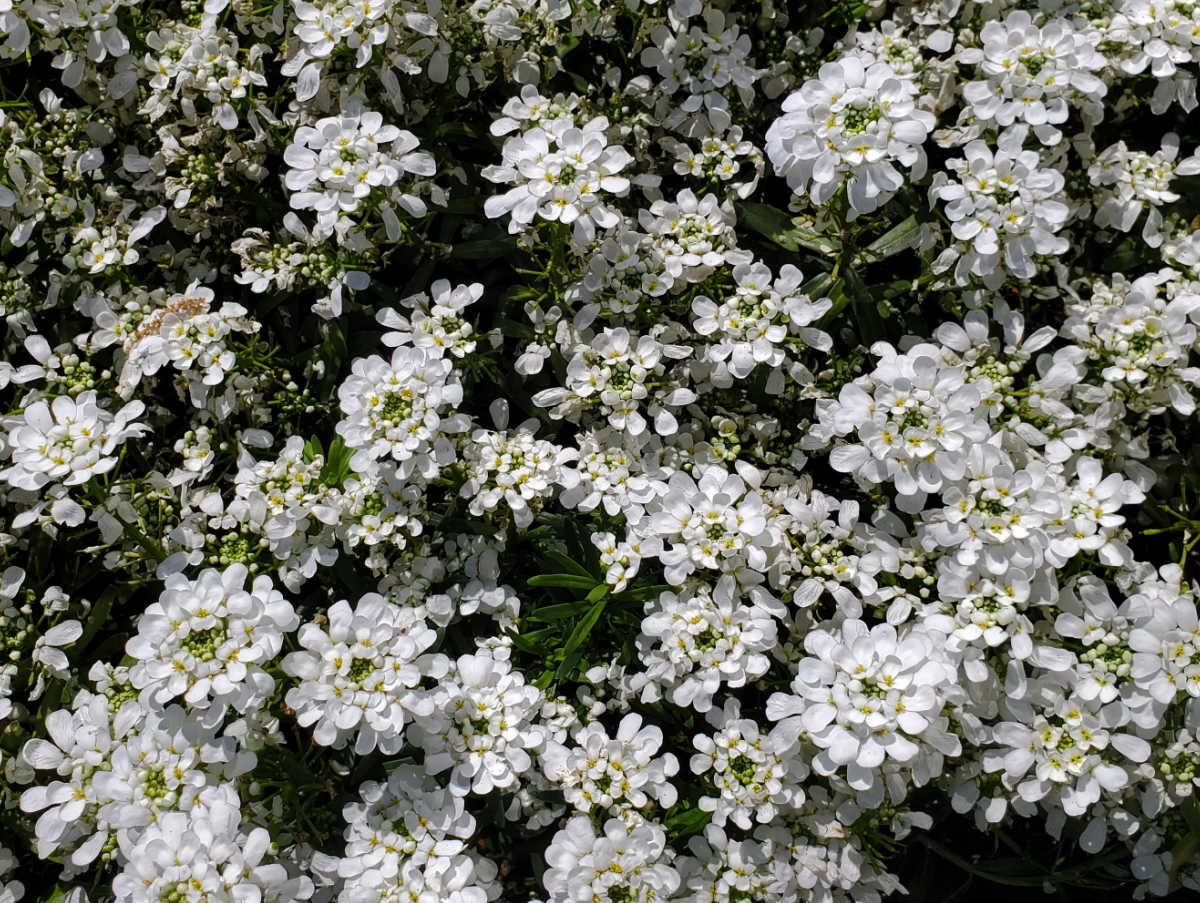 A close up of spring blooming perennial Iberis, also called candytuft.-