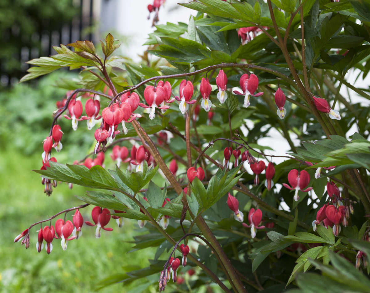 Red and white heart shaped flowers of spring blooming perennial bleeding heart.