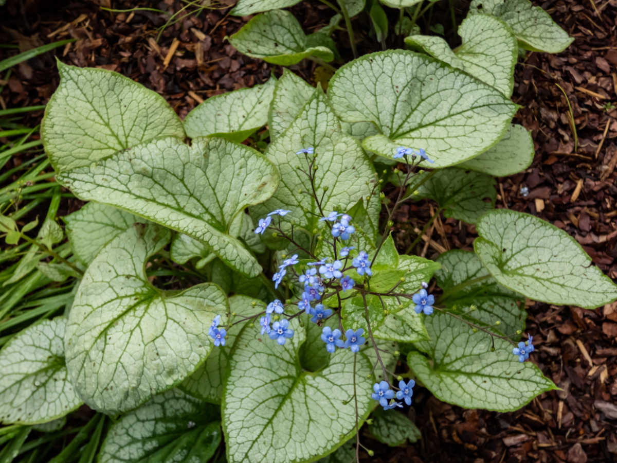 Siberian bugloss in a shaded garden with tiny blue flower spikes.