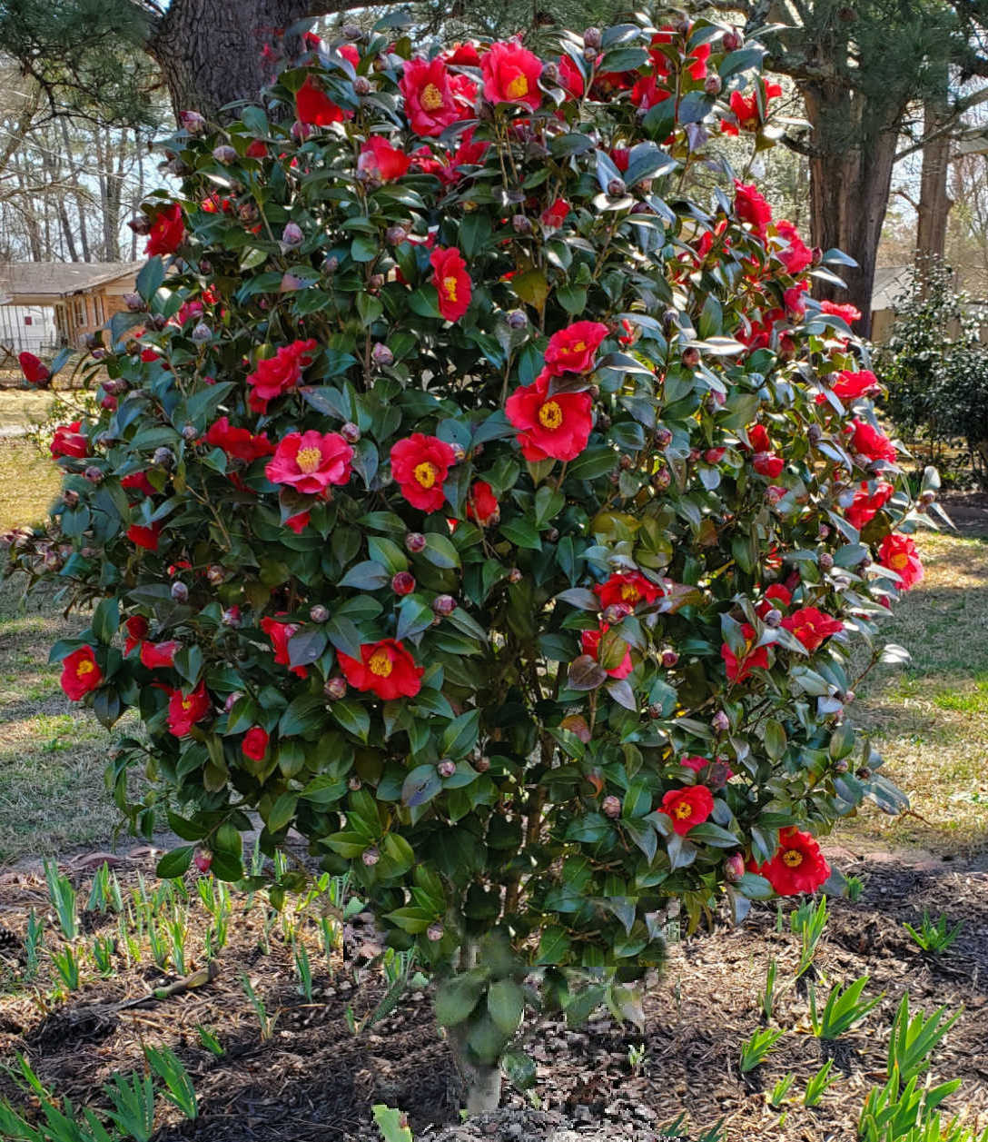 A spring blooming shrub camellia japonica in full bloom covered in red flowers.