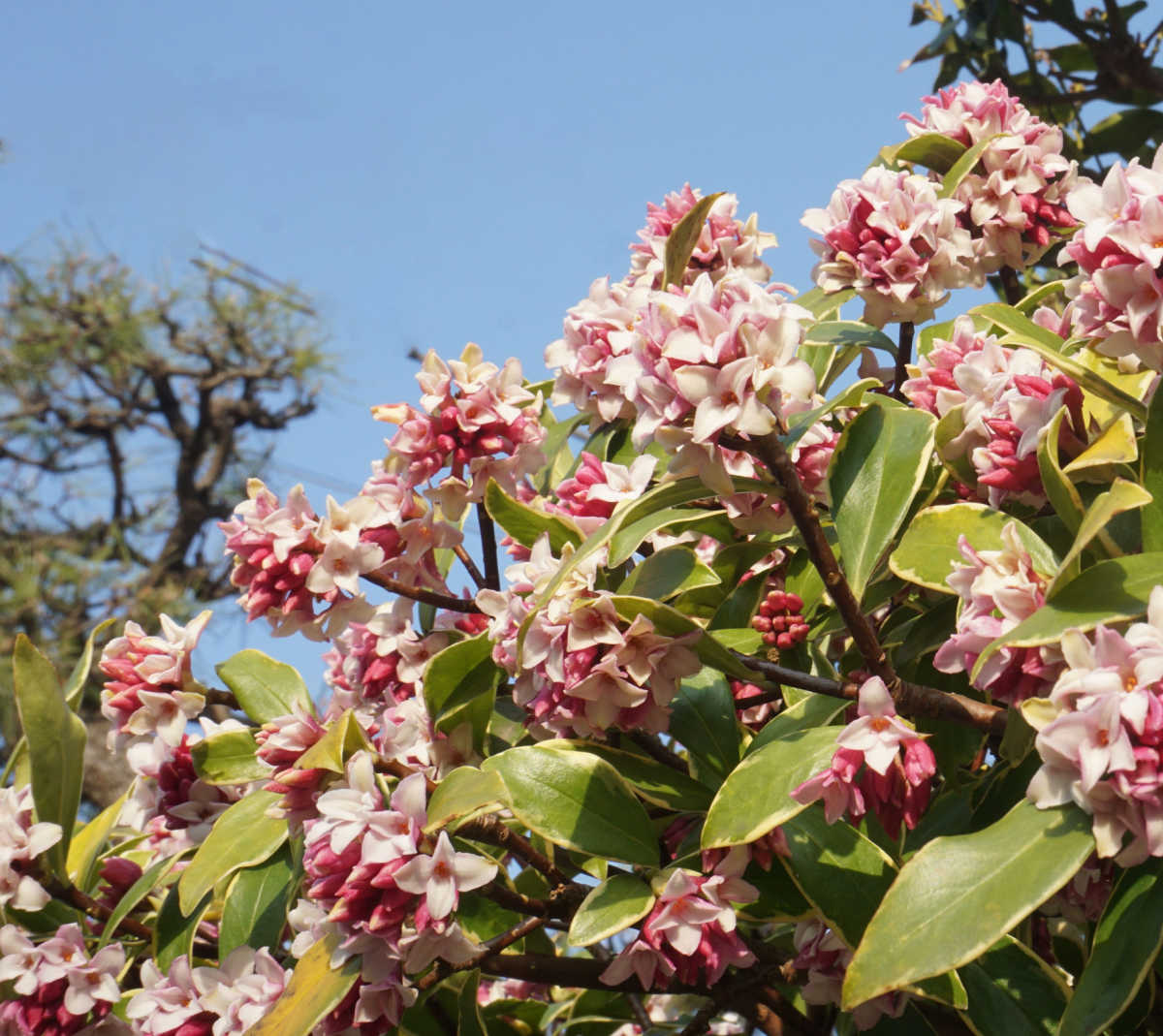 A pink and white daphne odora shrub in bloom in early spring.