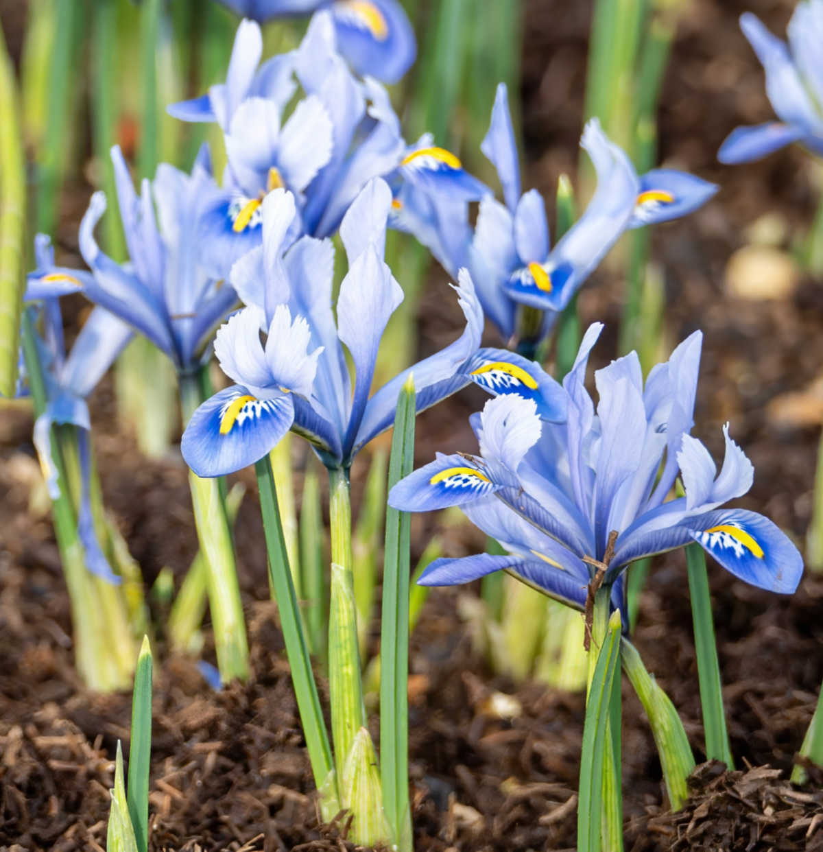 Pale lilac dwarf iris bulbs in full bloom in a field in spring.