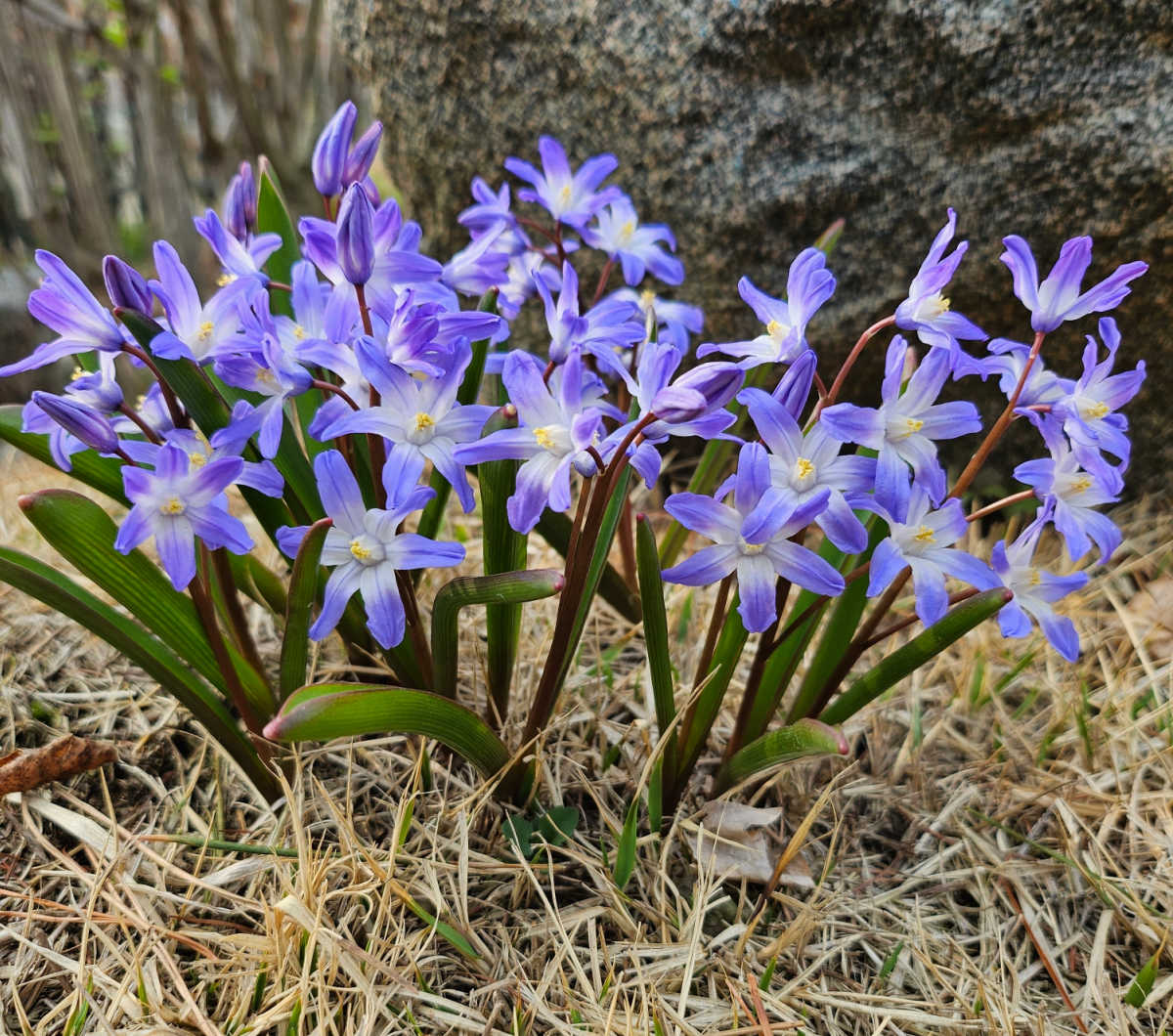 Siberian squill in bloom under the shade of a tree surrounded by straw mulch.