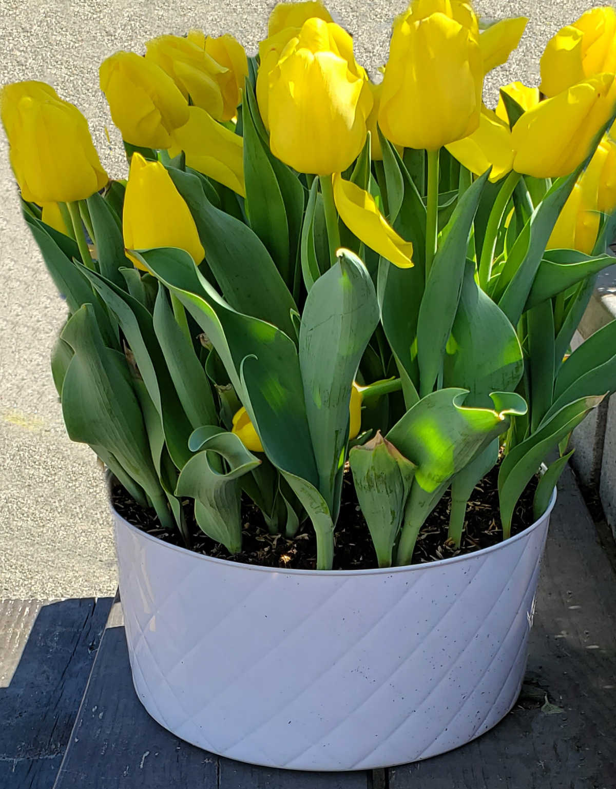 A large white pot of yellow tulips on a shelf in the spring sunshine.