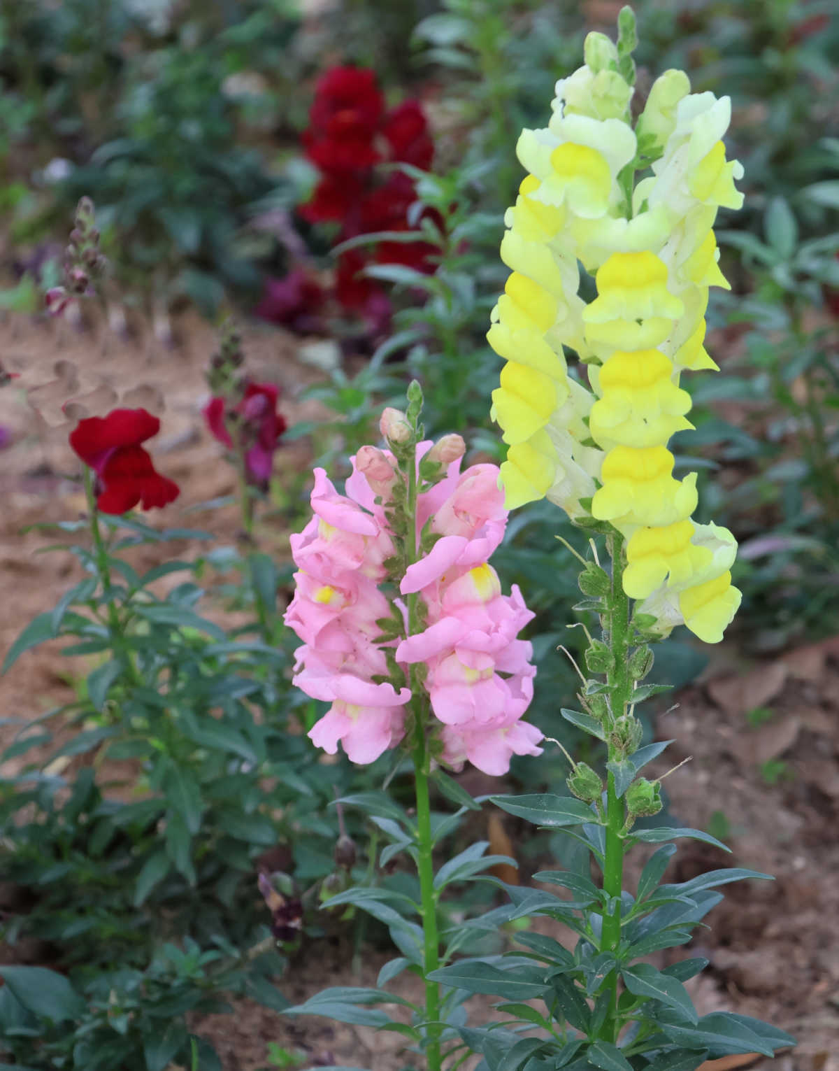 Spring annual snapdragon in full bloom in a garden.