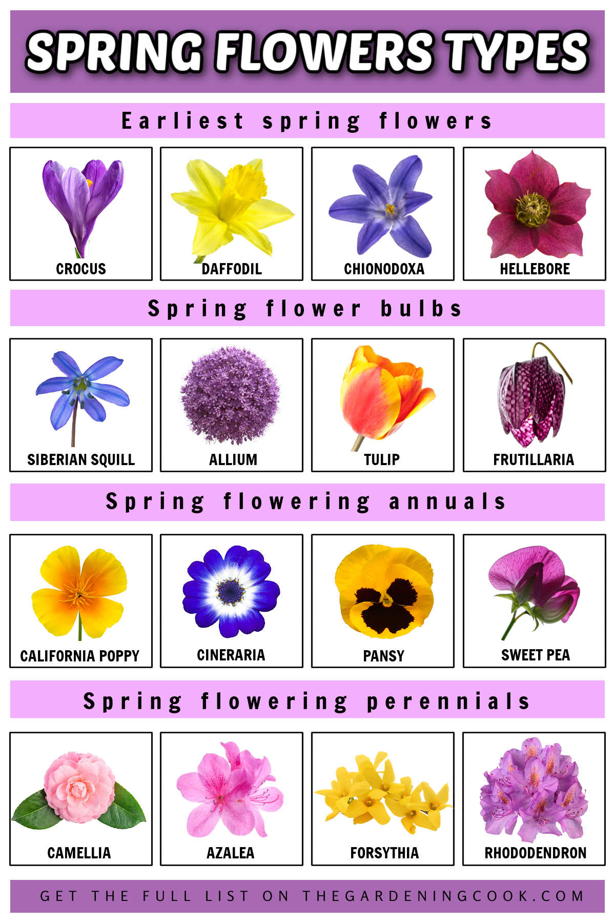 Spring Flowers Types - Early Spring, Bulbs, Annuals and Perennials Spring flowers types from early spring bloomers, to annuals, perennials, and shrubs that bloom in spring.