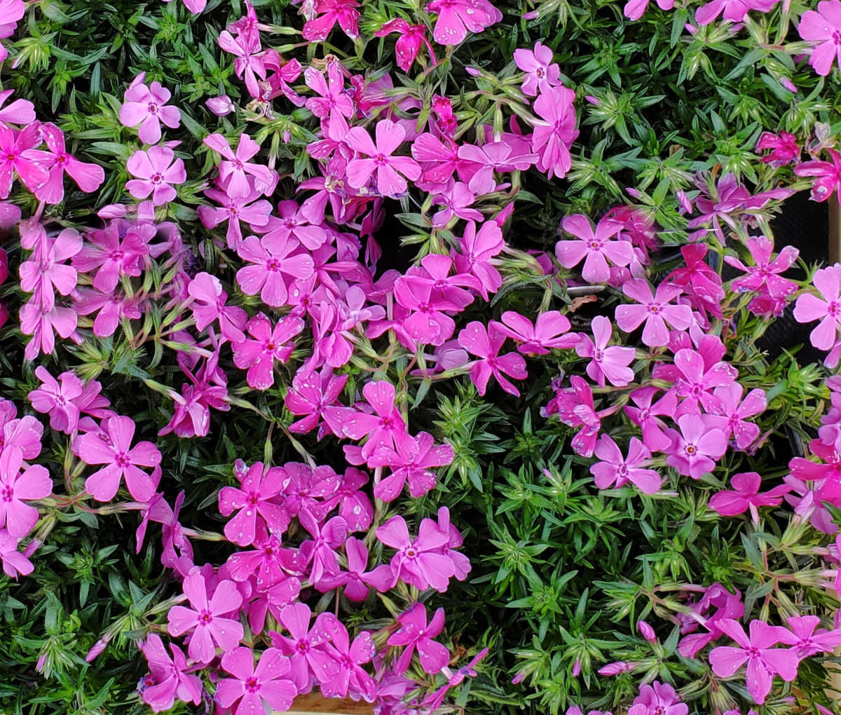A close up of the flowers of creeping phlox after a spring rain.