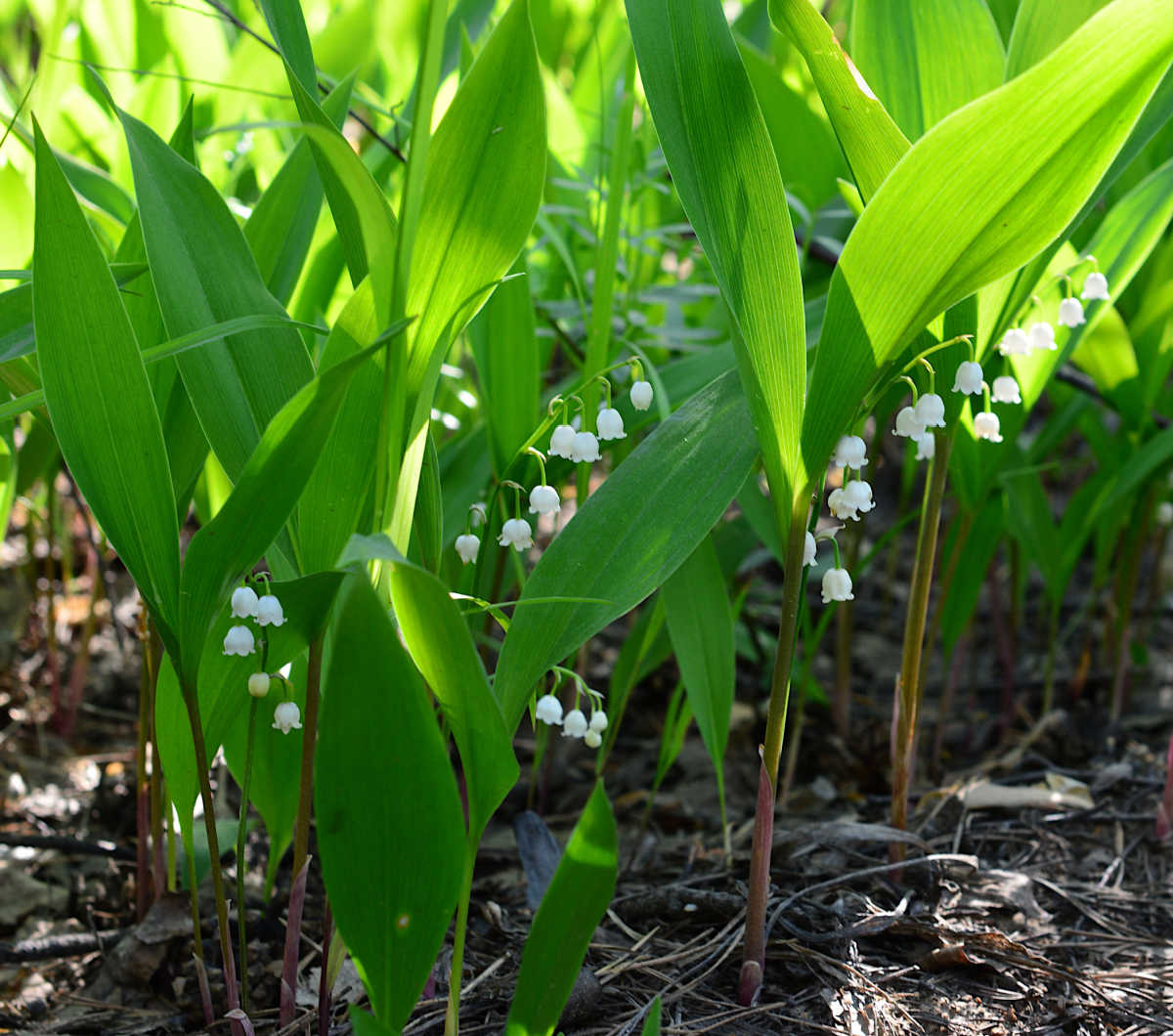 White lily of the valley flowers, blooming in the shade in a spring garden.
