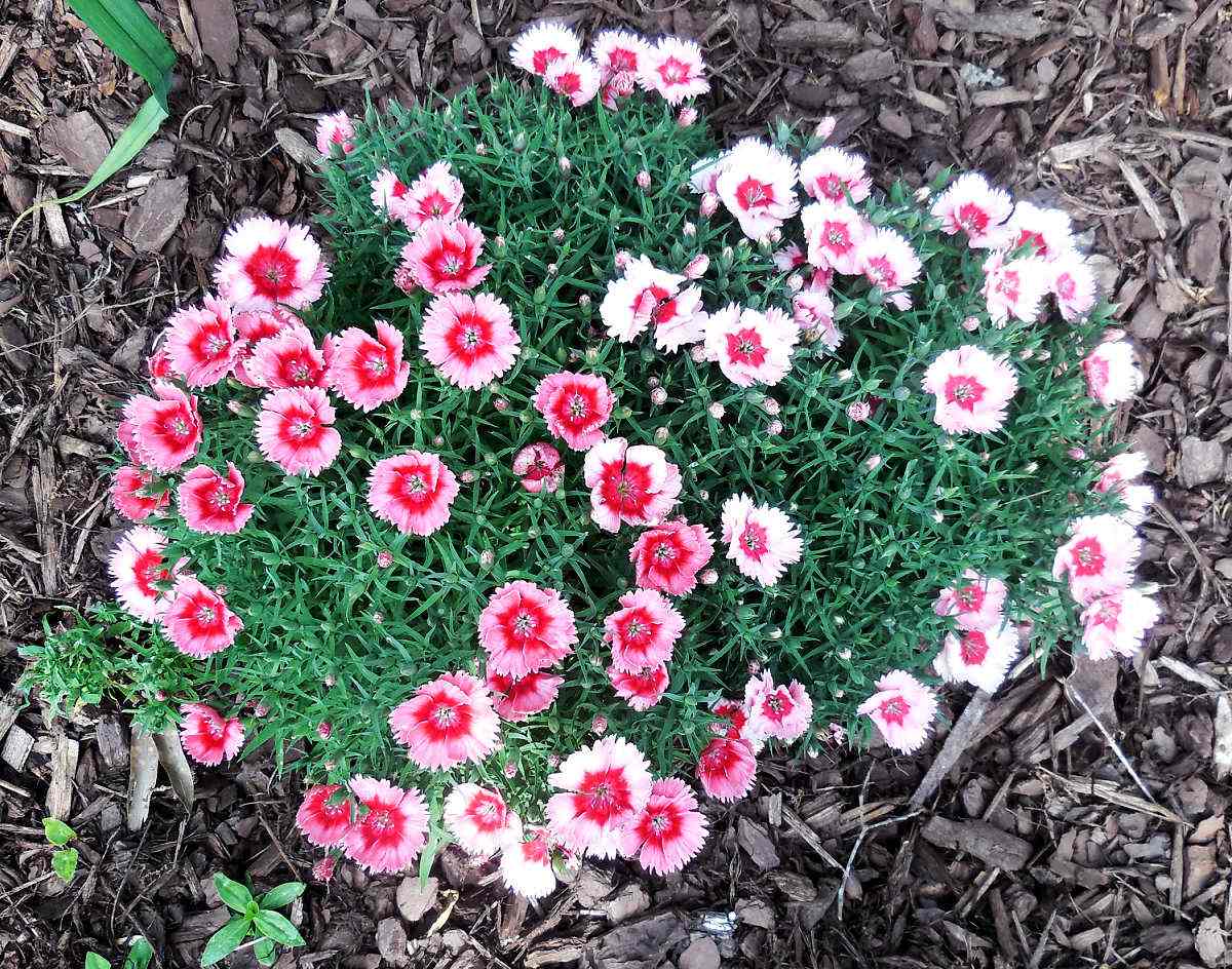 A clump of pink dianthus in bloom in a garden bed surrounded by mulch.