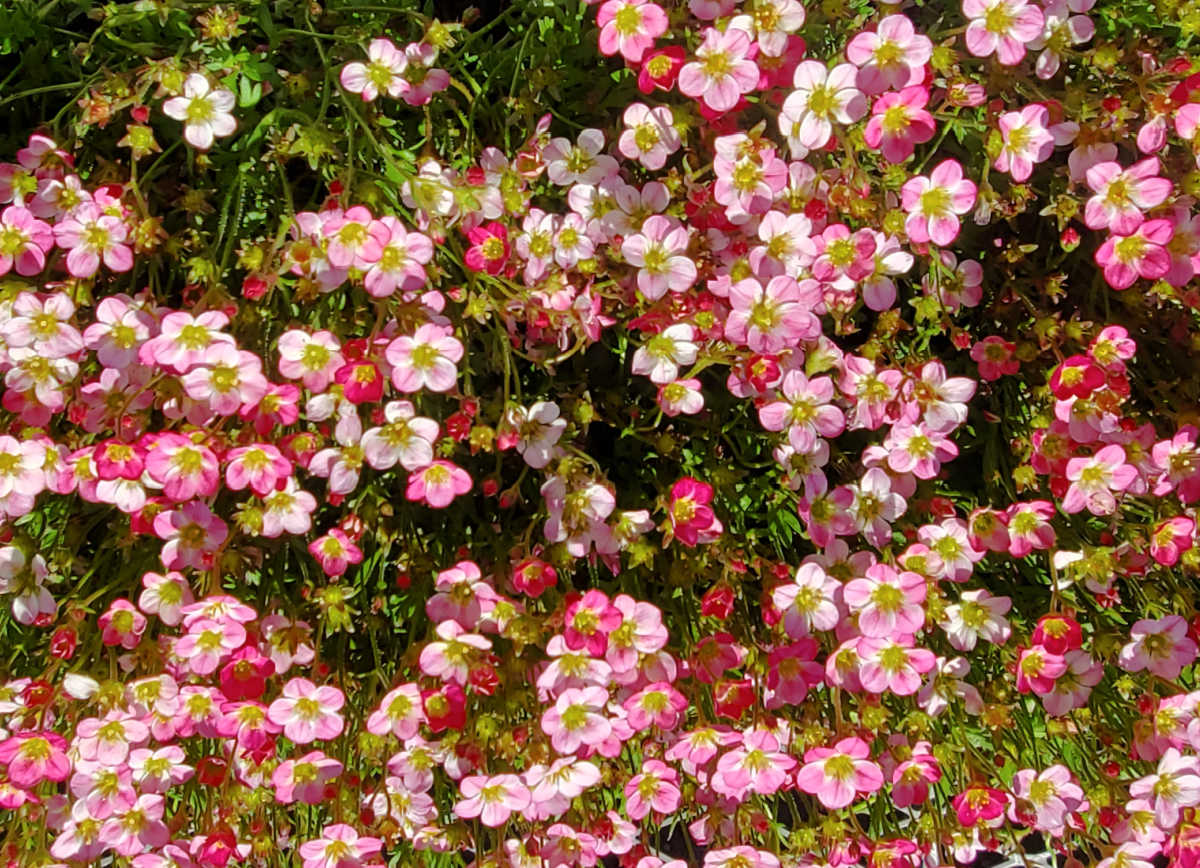 A mass of pink rockfoil flowers in the spring sunshine.