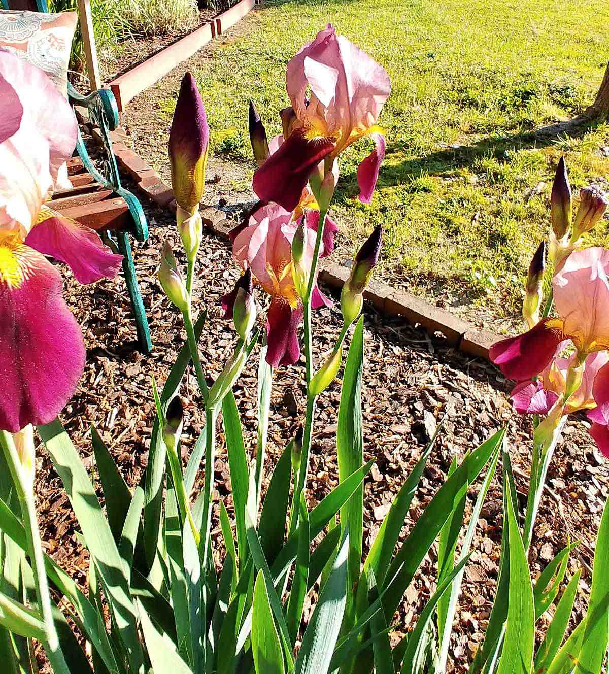 Purple bearded irises blooming in a garden bed next to a bench.