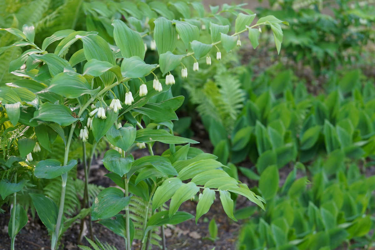Spring perennial Solomon's Seal with arching stems and greenish white flowers.