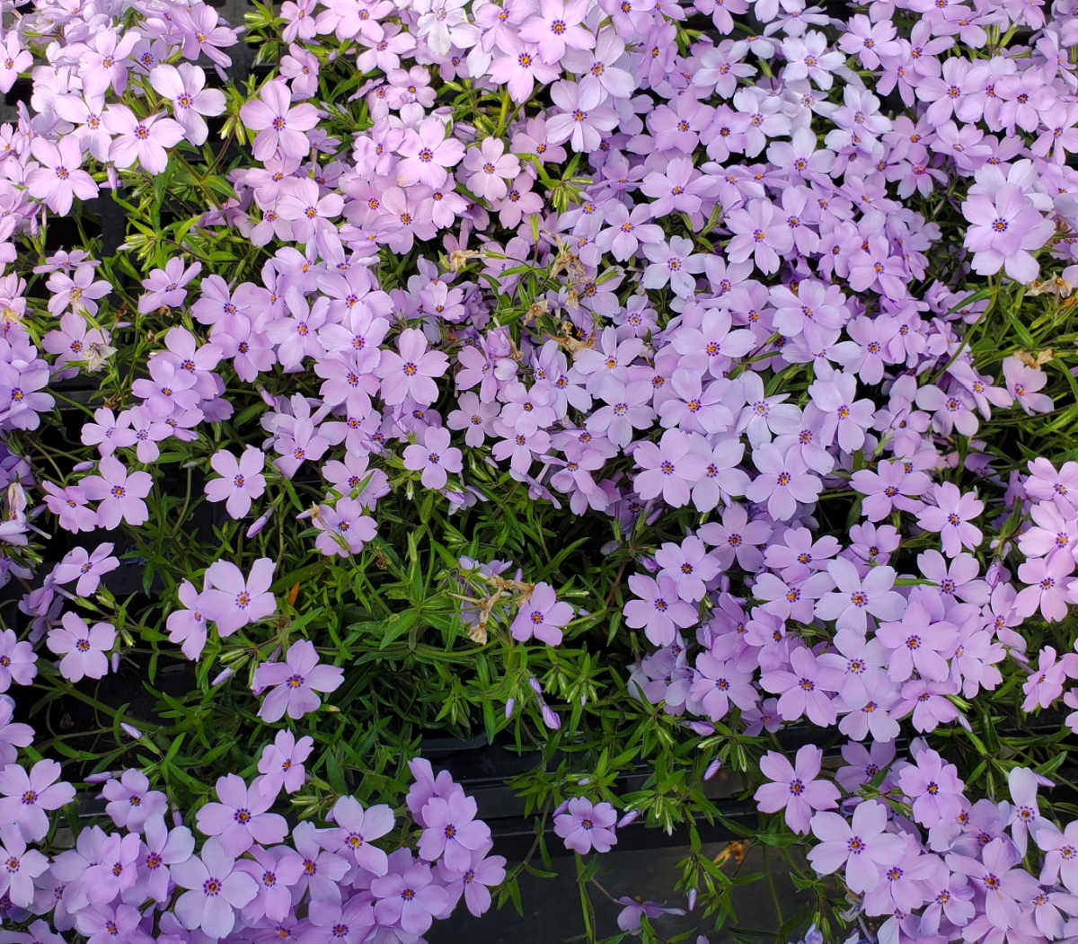 A mass of purple woodland phlox flowers in dappled shade.