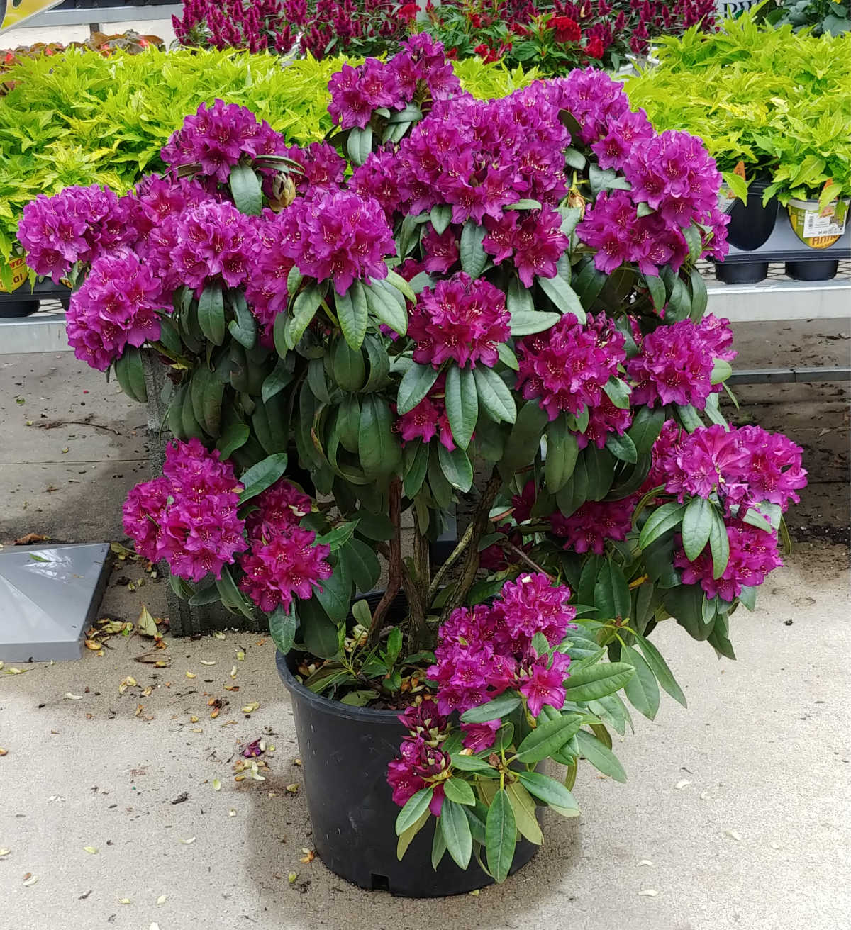 A purple rhododendron in full bloom, potted in a large tub.