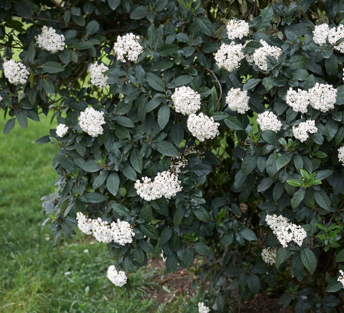 A snowball bush in full bloom in a garden in spring.