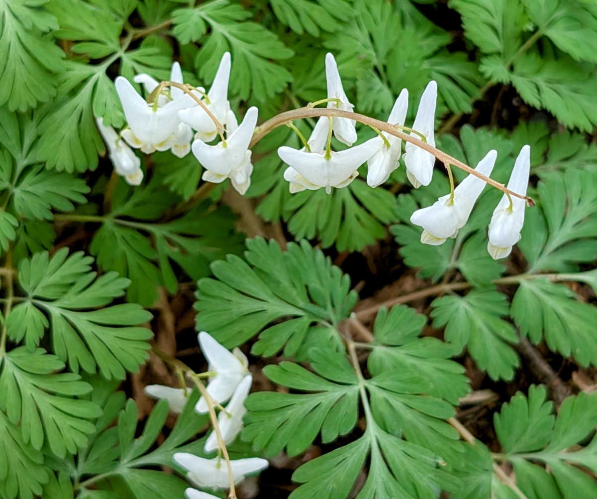 A close up of the white pantaloon-shaped flowers of the native wildflower Dutchman's breeches.
