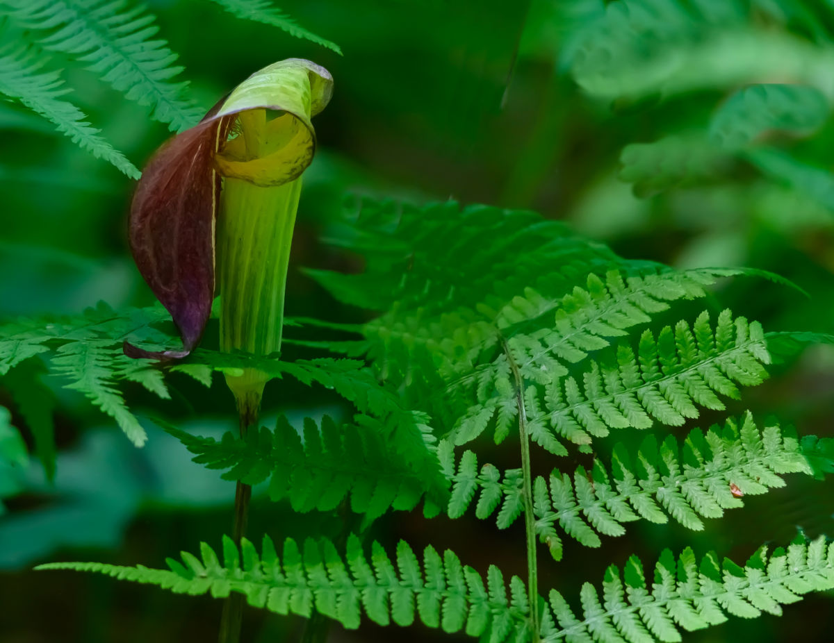 A Jack-i native wildflower in bloom in a shaded garden.