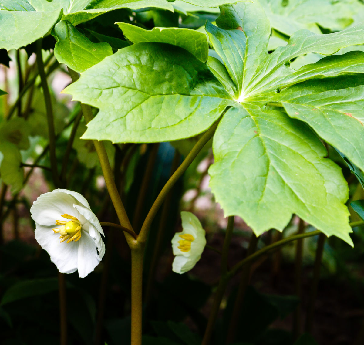 Closeup of a mayapple white flower under the shade of large leaves.
