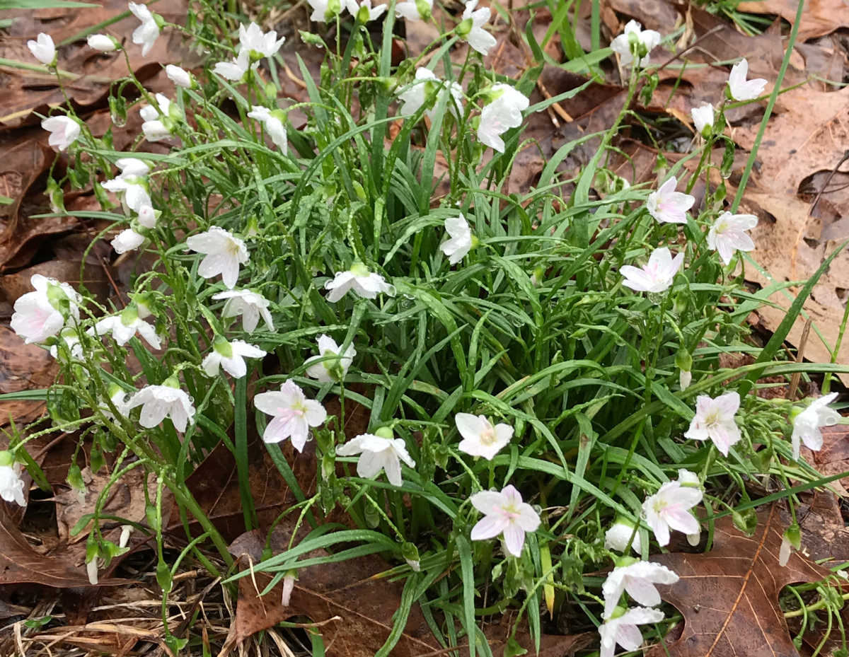 Wildflower Spring beauty in full bloom after a spring rain.