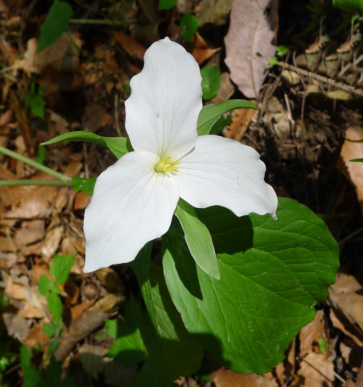 The white flowers of spring wildflower trillium in a shaded woodland setting.