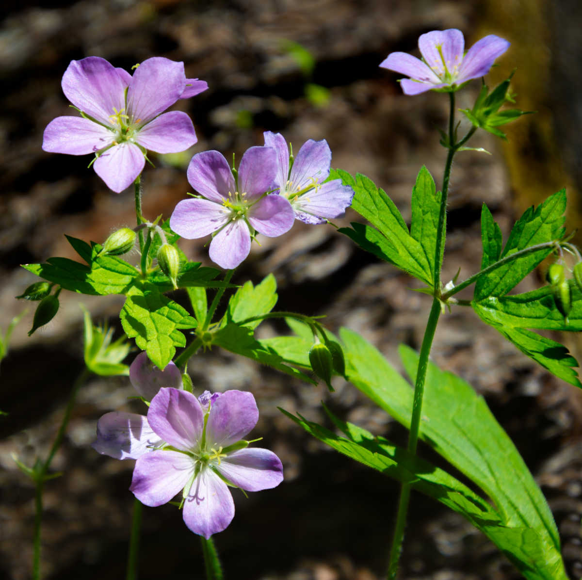 Lilac flowers of wild geranium in a woodland shaded setting.