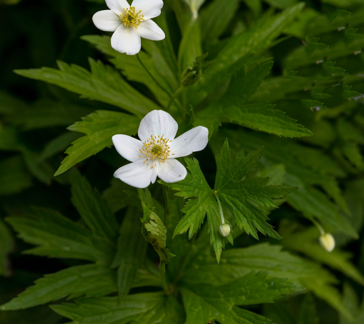White flowers of wood anemone in a shaded woodland setting.