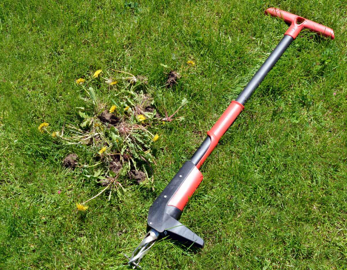 A stand up weed puller on a spring lawn next to some pulled garden weeds.