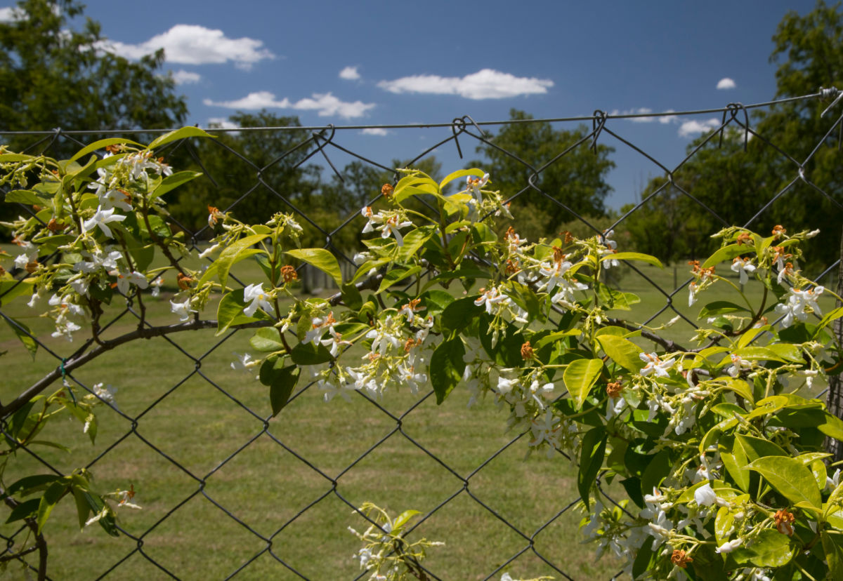 A star jasmine vine on a backyard fence.