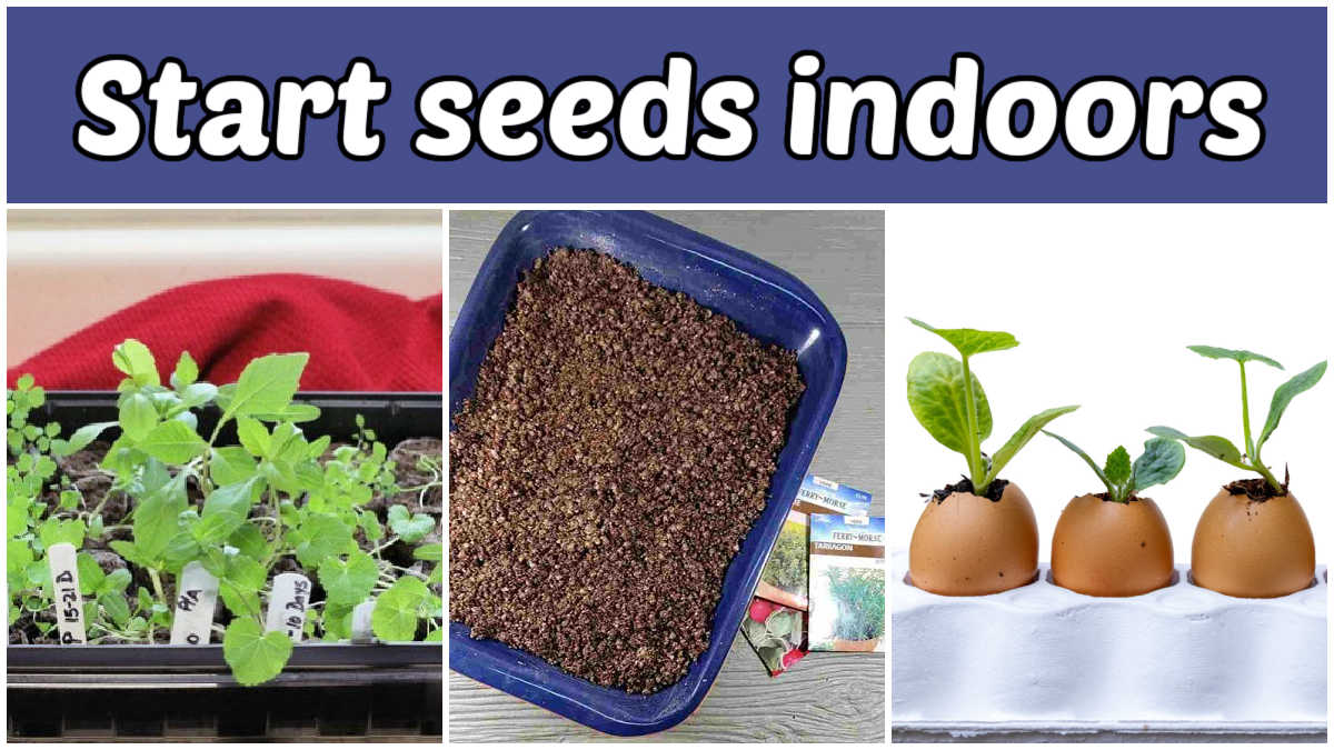 Starting seeds indoors in early spring with soil mix and planter ideas.