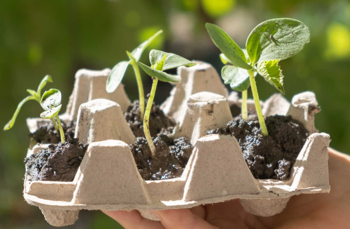 A hand holding a paper egg carton seed starter planted with small cucumber seedlings for vegetable garden.