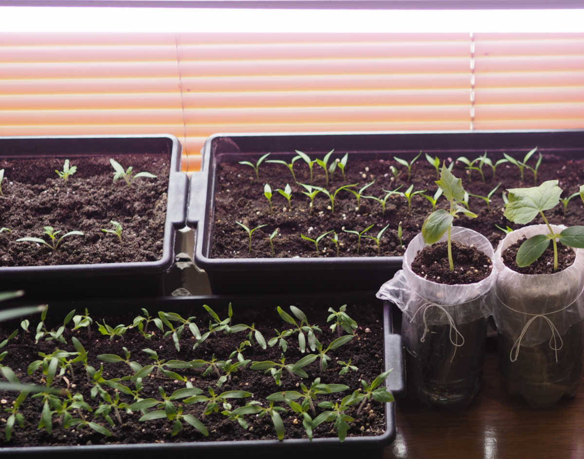 Pots and trays of seeds growing indoors under LED grow lights.