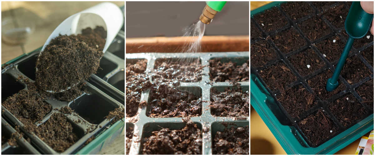 Preparing a seed starting tray with soil and moisture.