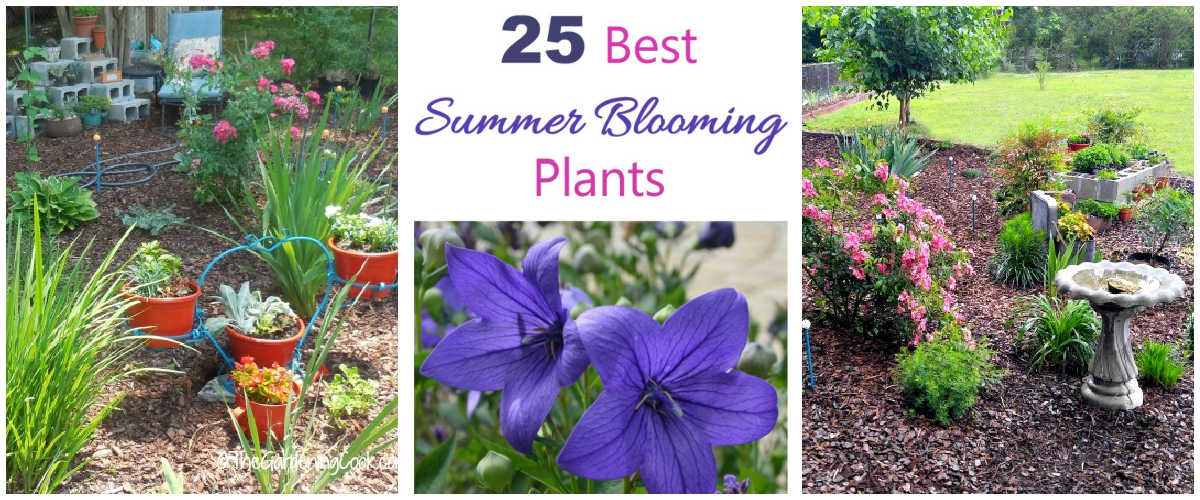 Photos showing summer garden transformations and plant ideas.