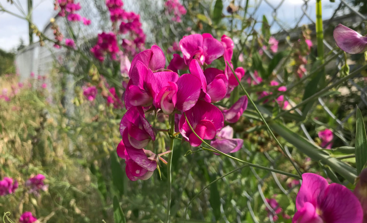 Flowers of a sweet pea vine used for privacy on a fence.